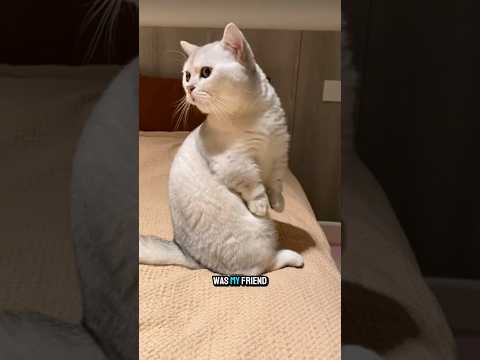 look in the mirror 😁 #funnycats #videosviral #shorts