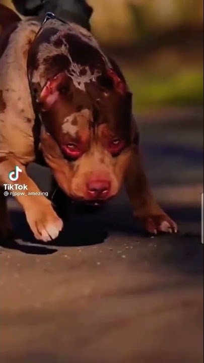 Dog Dagris#fyp #comedy #cute #freefire #dollykittyaurwohchamaktesitare #paridoll #dance @PewDiePie