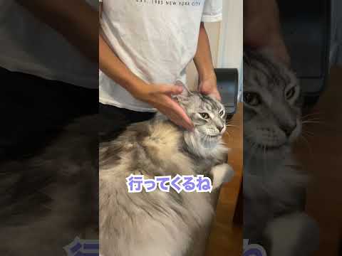 朝少年と会話をしながら見送る大型猫 #メインクーン#shorts