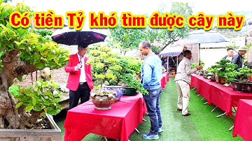 Ngỡ ngàng trước vẻ đẹp mà thời gian và thiên nhiên đã đem đến cho cây si cổ, triển lãm cây cảnh