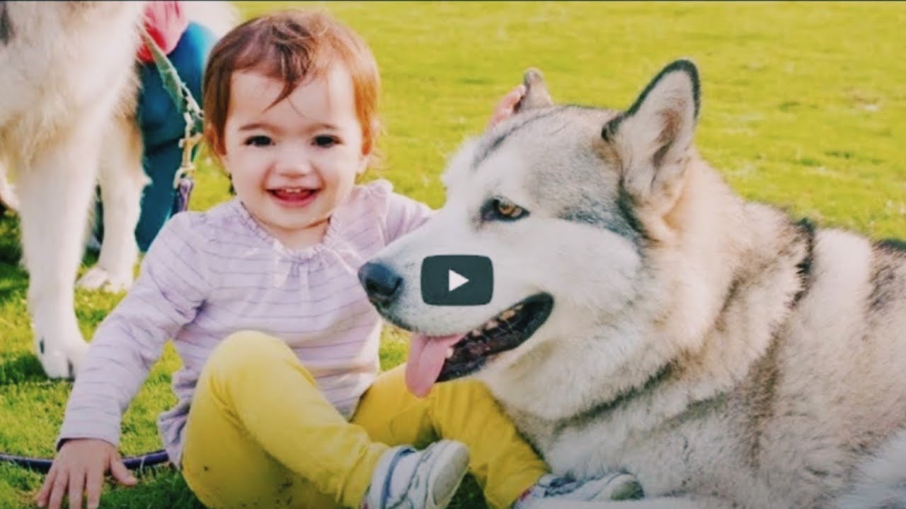 Funny babies laughing hysterically at dog's compilation (2021) 
