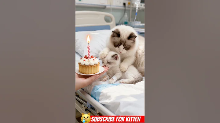 Video 11456641: mom cat, fluffy cat, little cat, kitten sweet, kitten love