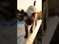 A cat walking above the city 🐱🌃｜走在城市屋頂上的貓