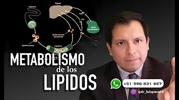 ¿Cuál es el metabolismo de los lipidos en el cuerpo humano?