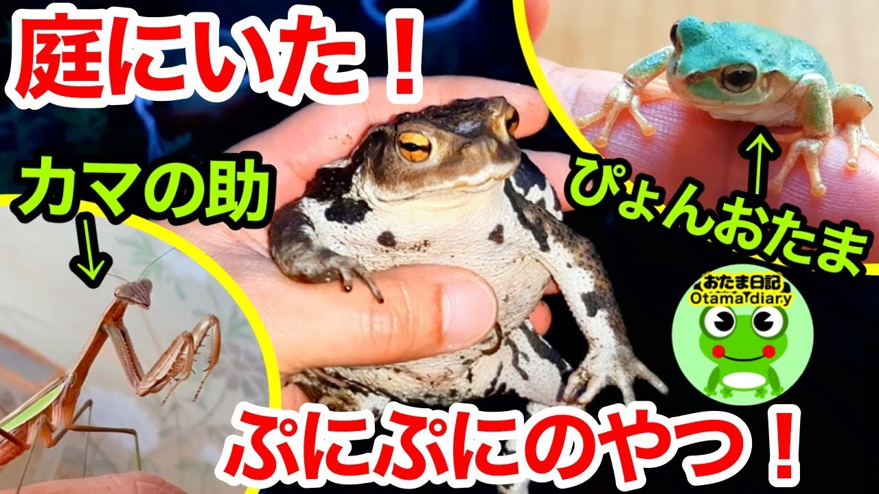 24 蚊とワラジムシを食べるカエル ダンゴムシは Youtube 24 蚊とワラジムシを食べるカエル ダンゴムシは Youtube