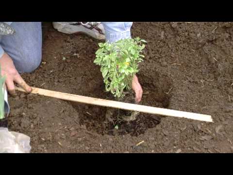 How To Transplant A Pottted Plant Cottage Farms Direct Youtube