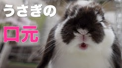うさぎのラルフちゃんねる Youtube うさぎのラルフちゃんねる Youtube