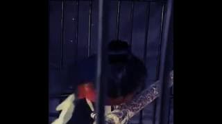 Murai batu medan isan cililin