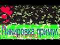Пикировка примул Сад и огород Выпуск 028