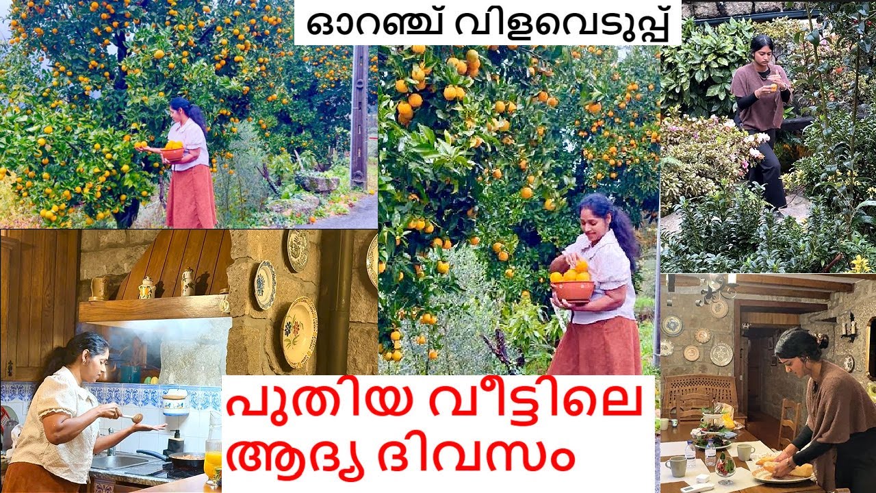 ഓറഞ്ച് വിളവെടുപ്പും പോർച്ചുഗലില്ലേ വീട്ടിലെ അതി മനോഹരമായ കാഴ്ചകളും || NEW VACATION HOME FAMILY VLOG