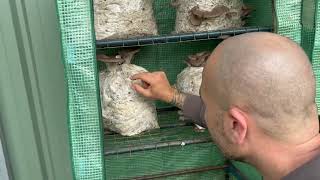 7 Virgin Farm Garden Tour - September 2024 part 1