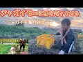 【ジャガイモの収穫】炎天下の中おしんこきゅうとジャガイモ掘り！日が暮れるまでに全部収穫する！！