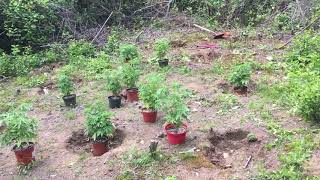 My gorilla grow 2020