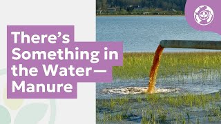 There’s Something in the Water—Manure