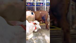 Coming soon Qurbani Eid.🐮 #cattleworld #cow