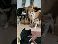 子柴はぬいぐるみが怖いみたい(笑) #Shorts