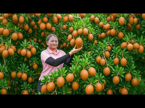 Harvesting Sapodilla go to Market Sell – Buy motorbike | Lucia Daily Life