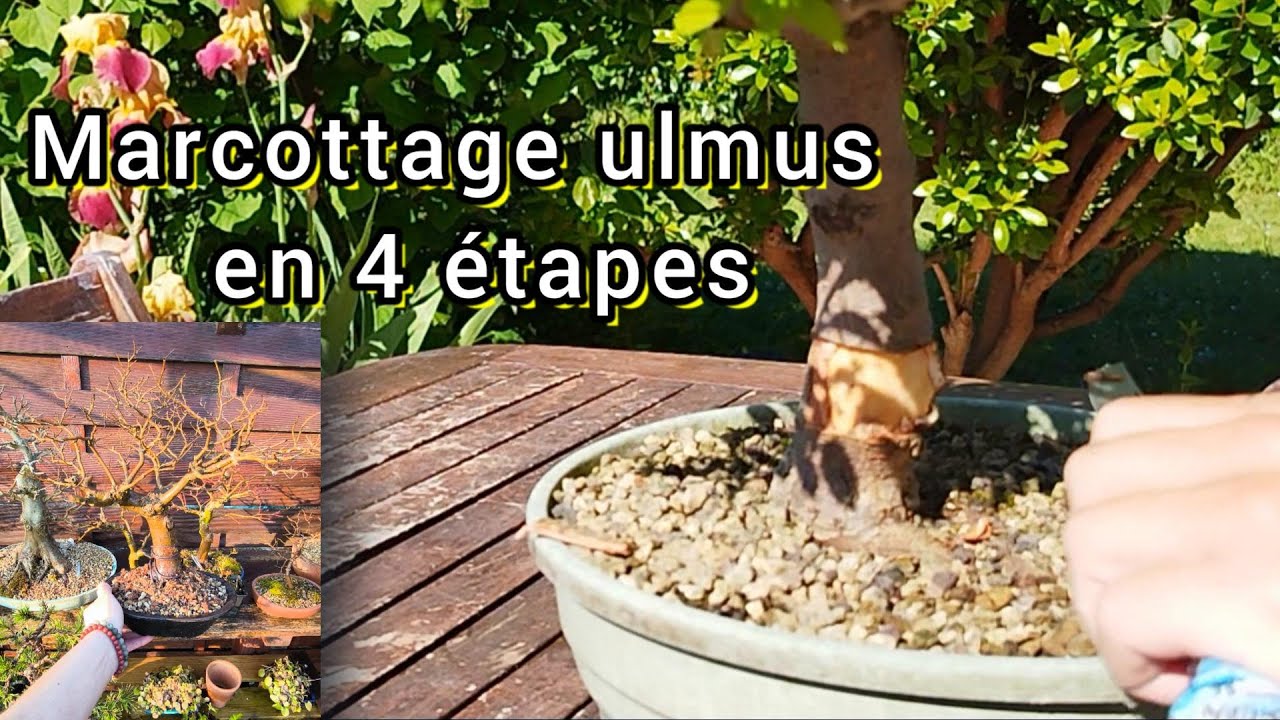 Marcottage orme (ulmus)
