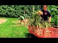 Harvesting Garlic on the Homestead | Homestead Vlog | June 30, 2023