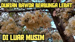 WITHOUT TREATMENT ‼️ BAWOR DURIAN FLOWERS HEAVY OUT OF SEASON☑ APITAN FLOWER💯👍