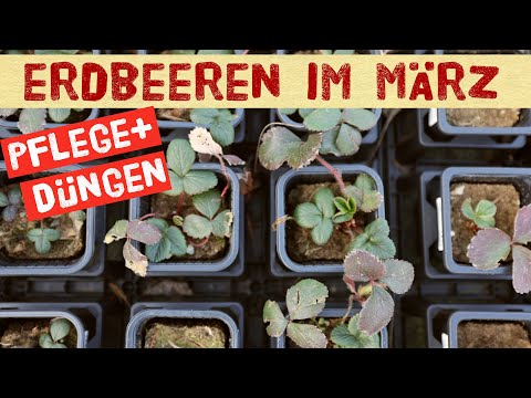 Video: Wie man Erdbeeren im Herbst und Frühjahr pflanzt