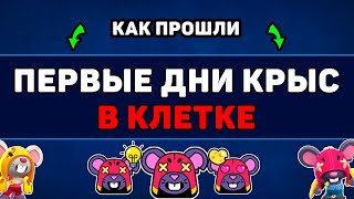 видео: КАК ПРОШЛА ПЕРВАЯ НЕДЕЛЯ АДАПТАЦИИ КРЫС ПОСЛЕ ИХ ПОКУПКИ картинка: КАК ПРОШЛА ПЕРВАЯ НЕДЕЛЯ АДАПТАЦИИ КРЫС ПОСЛЕ ИХ ПОКУПКИ