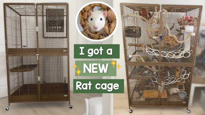 An Introduction to Creating a Bioactive Rat Cage – Azuline Rattery