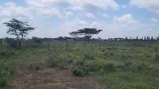 Plot of Land for Sale in Narok Upper Hill 1.5 miles to Ole Tipis Girls High School @700k -0725884003