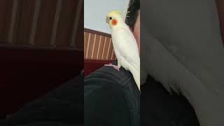 Papinha calopsita bebê. #pets #calopsita #filhotes