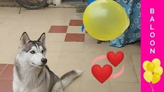 Roman love to play with baloons? | Baloon & Husky | Husky In India | @Merawalahusky