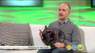 Tündéri Cicák - Őket Válaszd, Ha Barátságos Társra Vágysz - 2016.01.26. - Tv2.Hufem3Cafe