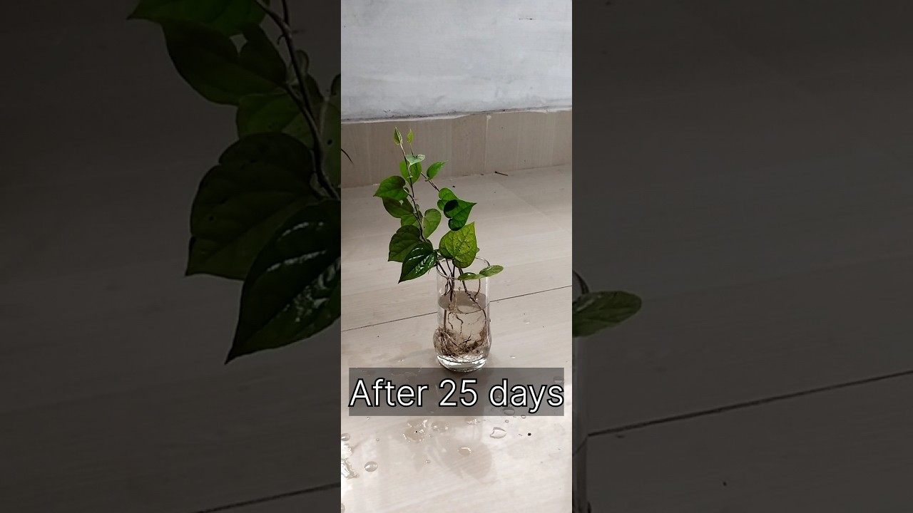 How to grow Betel Leaf plant from cutting in water 