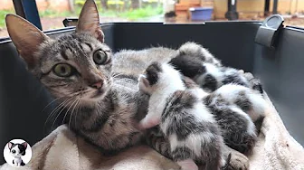 Mama cat give great love her newborn baby kittens while I clean thier house