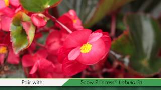 Surefire® Red Begonia | Bold Color for Sun or Shade by Proven Winners®