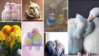 😘Cute couple love birds dp🐥👀 | 😍birds dpz for whatsapp| 🥰Cute birds wallpaper 💕 screenshot 2