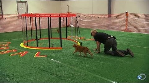 Savage Purr-suasion | MythBusters