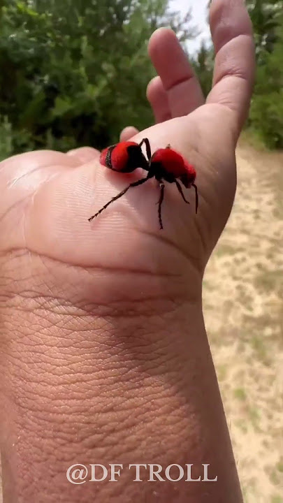 Shocking Animals Metamorphosis!