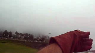 Red Backed Hawk Free Flight To Glove