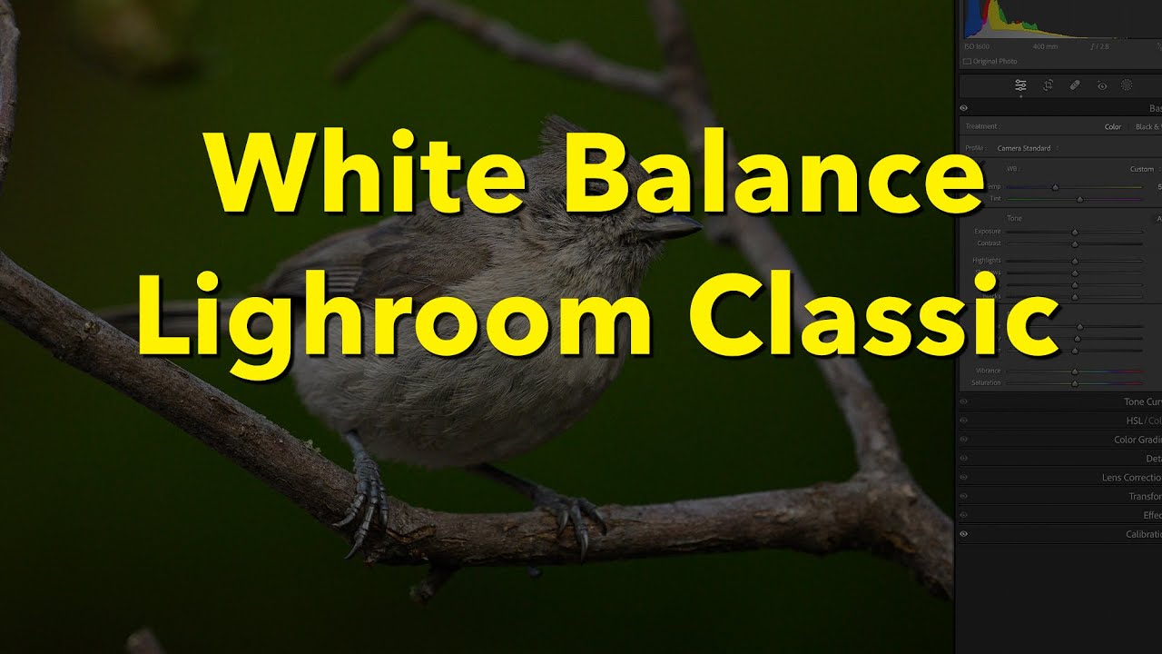 Баланс белого в Lightroom Classic для начинающих