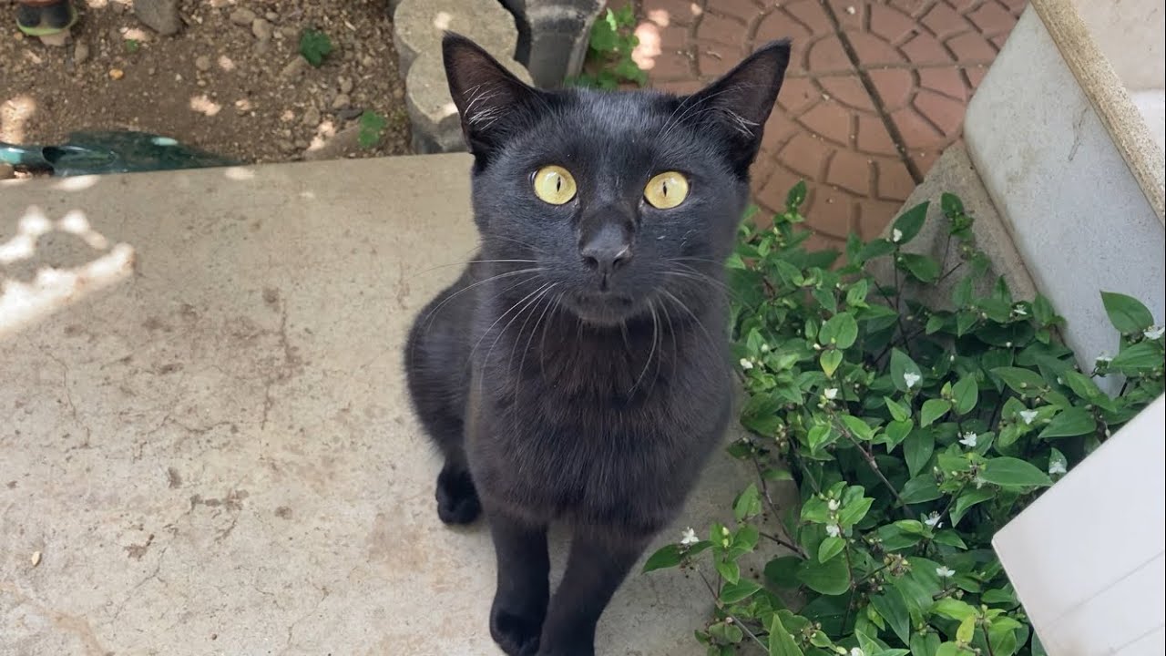 The Friendly Black Cat That Appeared in the Garden 2 (May 24, 2026