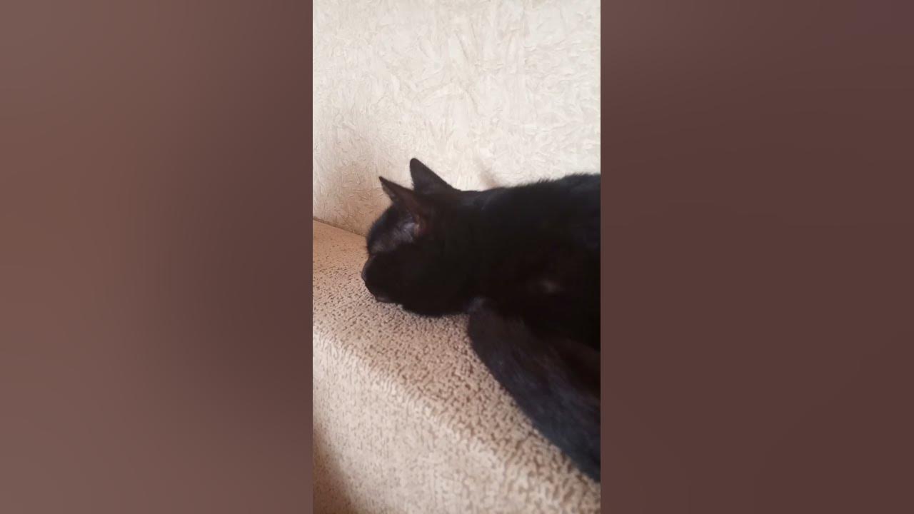 КОШКА - YouTube
