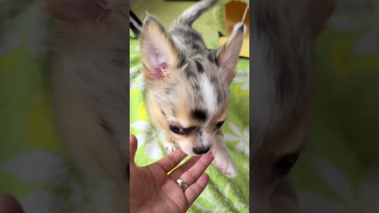 チワワ ブルーマール 男の子 2025年2月11日生まれ MER1 | ぷくぷく