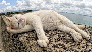 A cat relaxes on the embankment while being massaged by a human