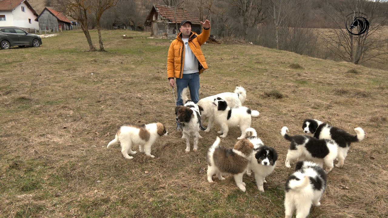 - KUJE SU MI U TEŠKOJ BORBI SA VUKOM SPASILE MLADU ŠTENAD -