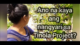 Update: TINOLA PROJECT in 14x17x8inches container gardening