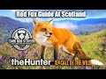Guide Du Renard Roux En Écosse Torr Nan Sithean TheHunter Call Of The Wild mp3