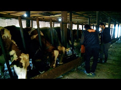 13 ნოემბერს, 12:45 საათზე - \"ფერმა\"