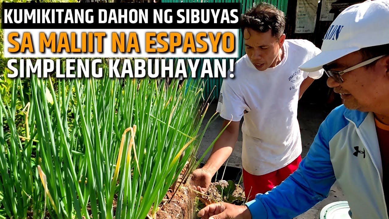 KUMIKITANG DAHON NG SIBUYAS SA MALIIT NA ESPASYO - PAANO INAALAGAAN? | D' Green thumb