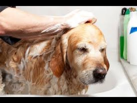 Picture of How To Get Rid Dog Body Odor - YouTube