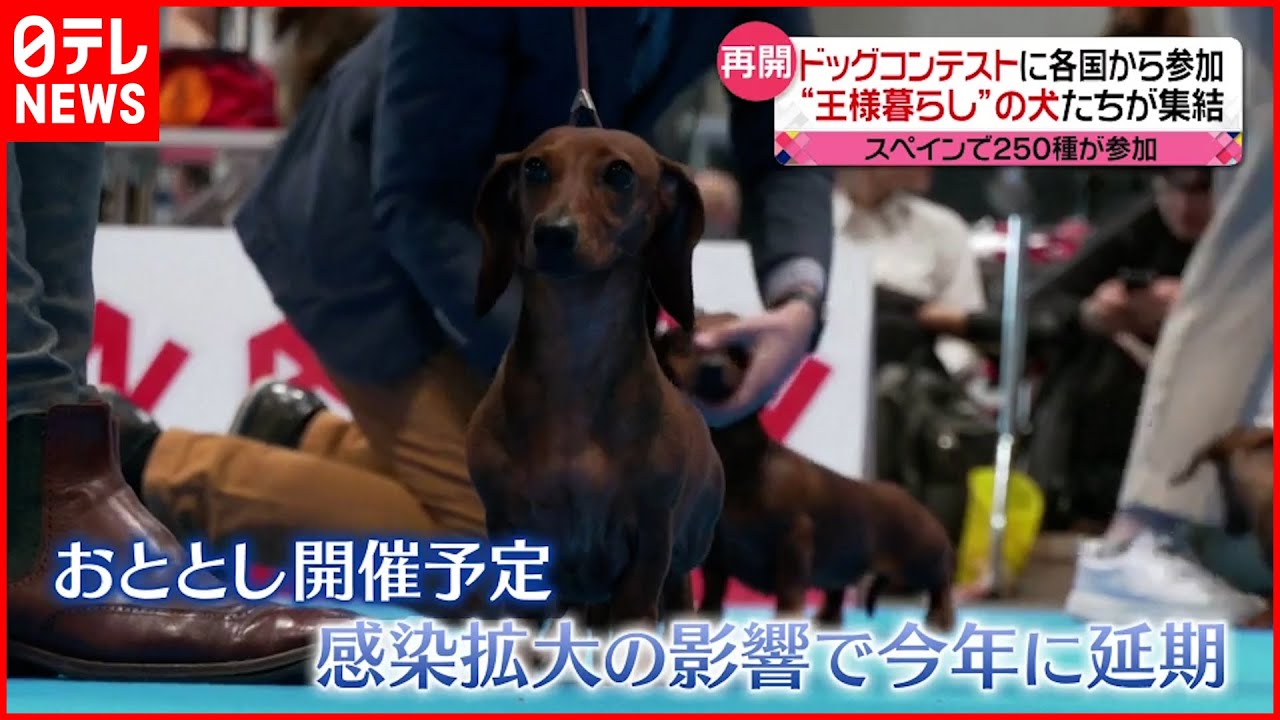 スペイン ドッグコンテストに各国から250種が参加 屋内イベントでもマスクなし Youtube